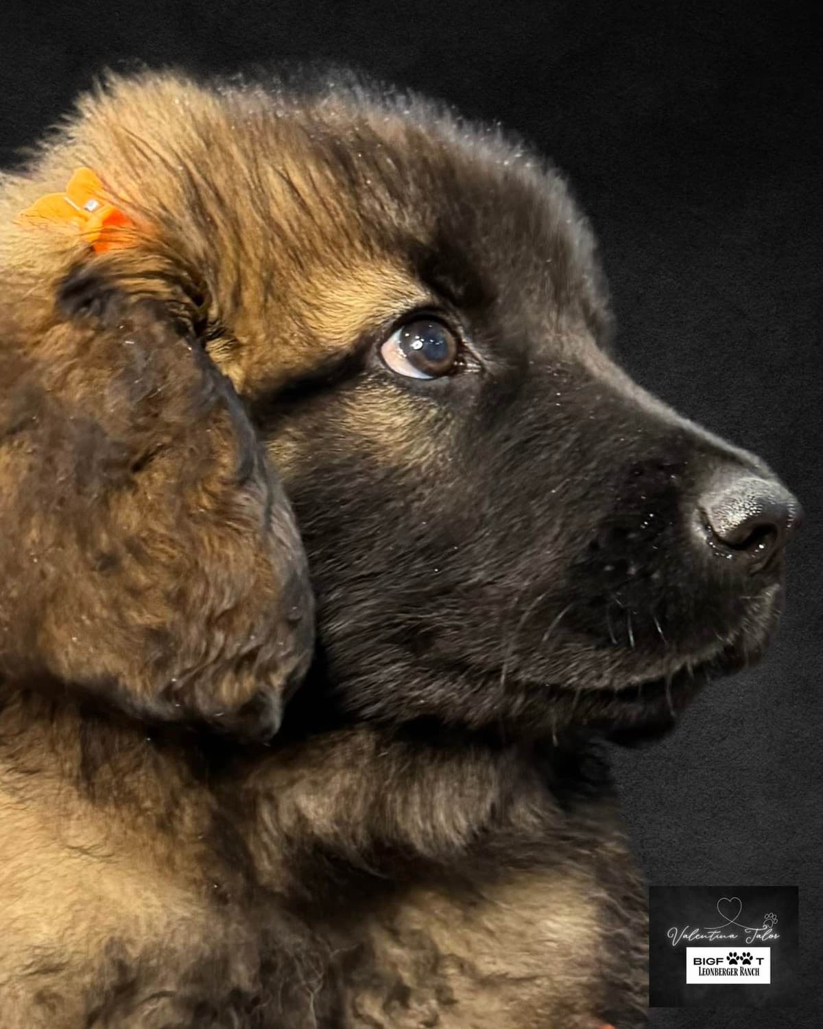Leonberger Puppies breeder image 13
