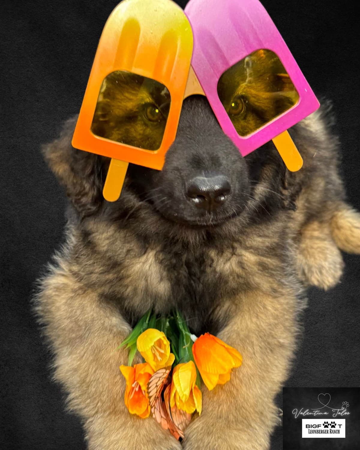 Leonberger Puppies breeder image 15