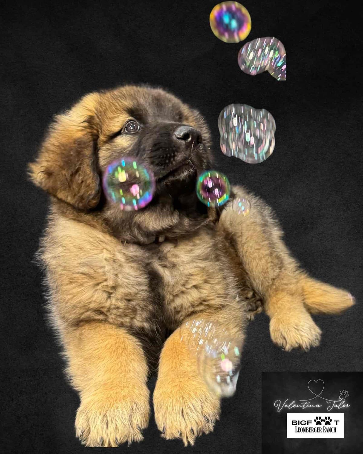 Leonberger Puppies breeder image 1