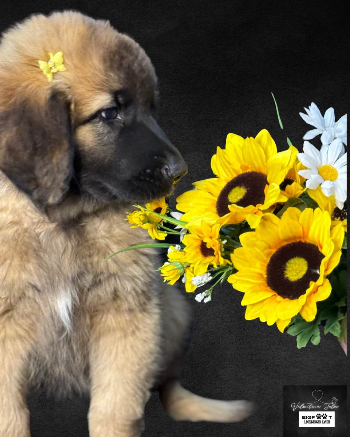 Leonberger Puppies breeder image 17
