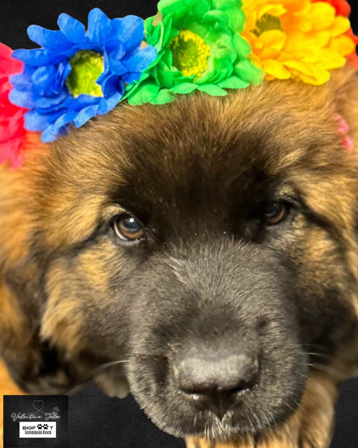 Leonberger Puppies breeder image 20