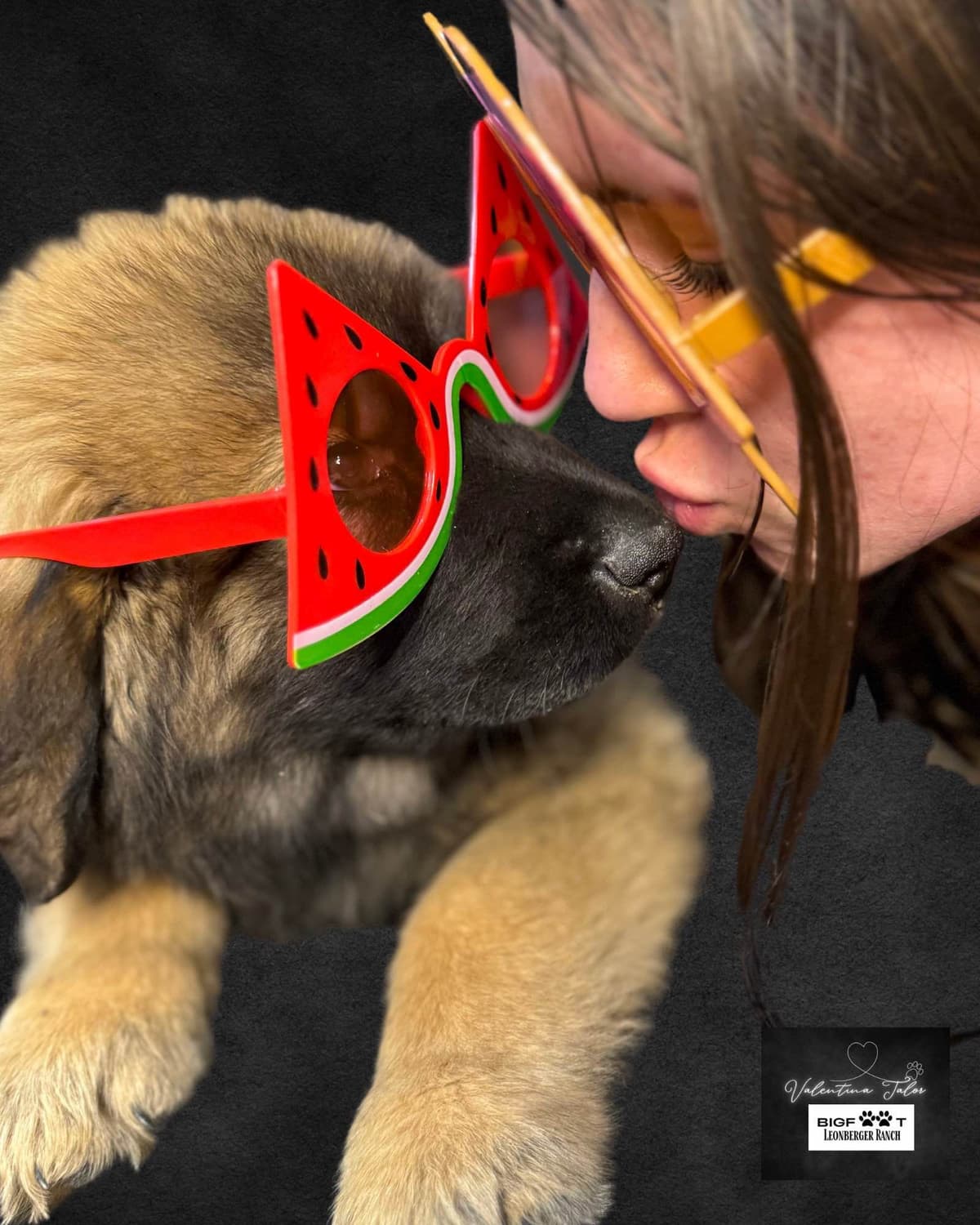 Leonberger Puppies breeder image 16