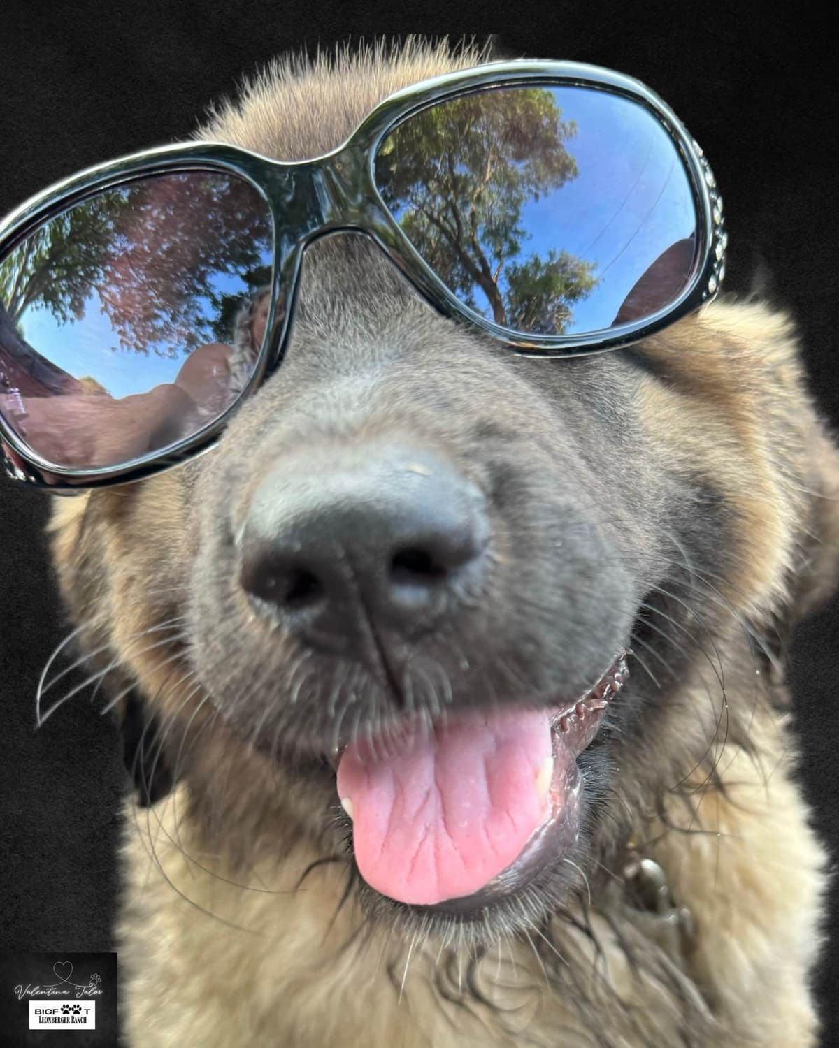 Leonberger Puppies breeder image 21