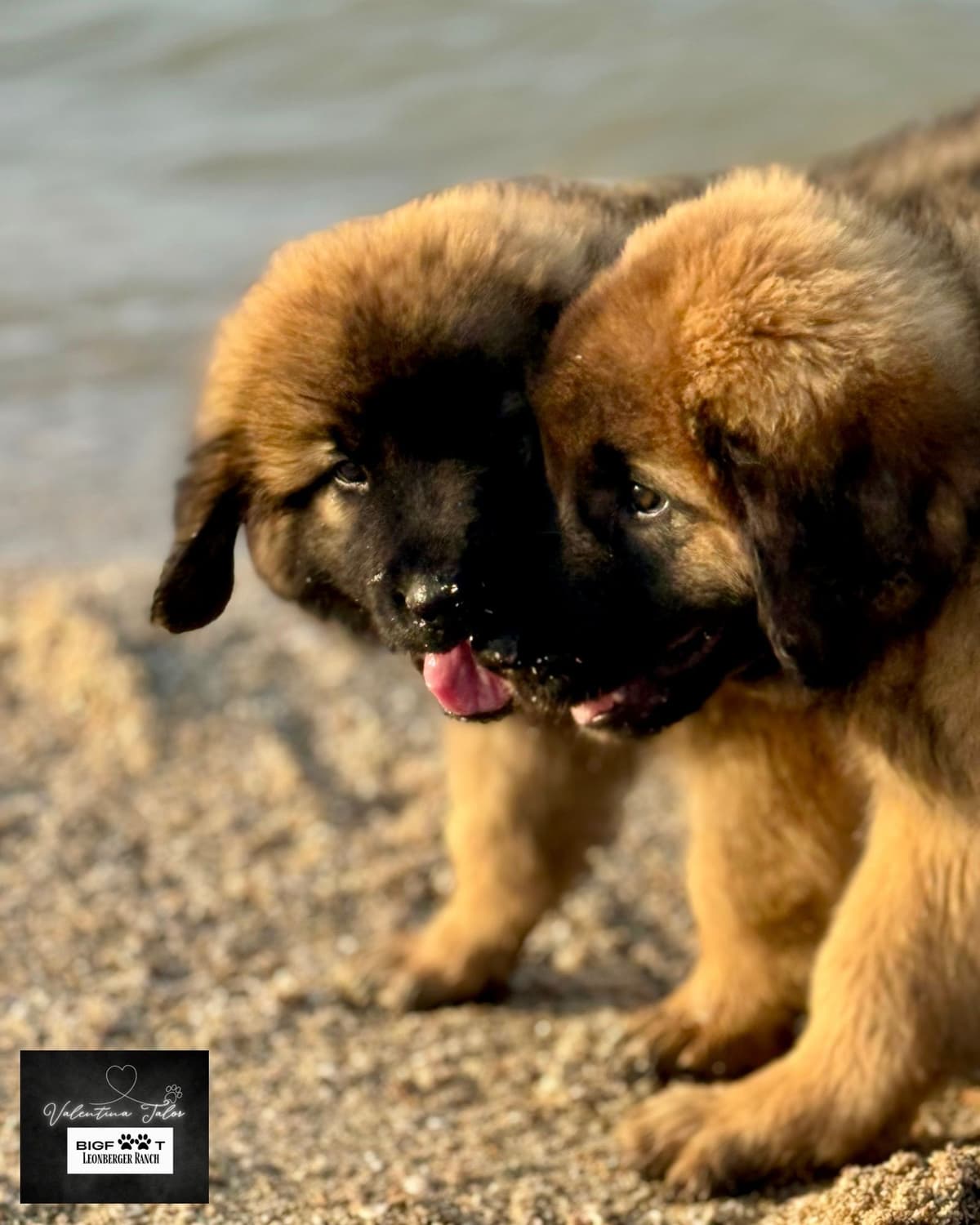 Leonberger Puppies breeder image 22