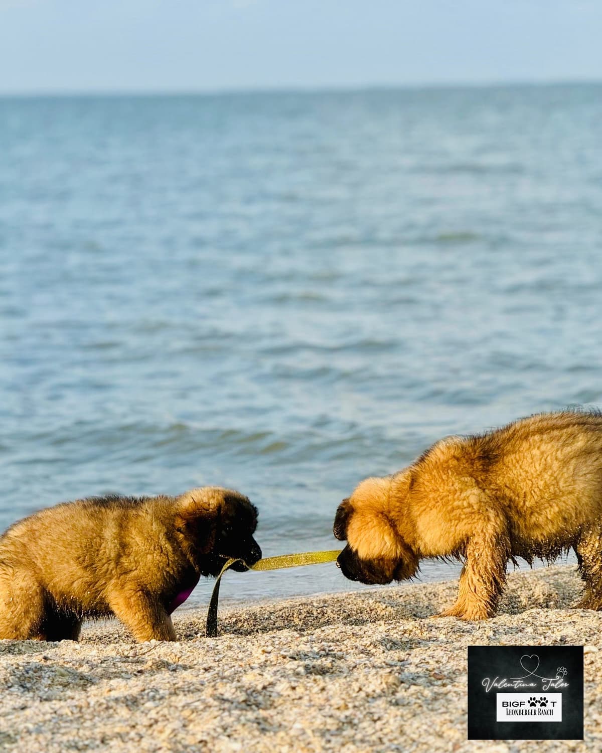 Leonberger Puppies breeder image 25