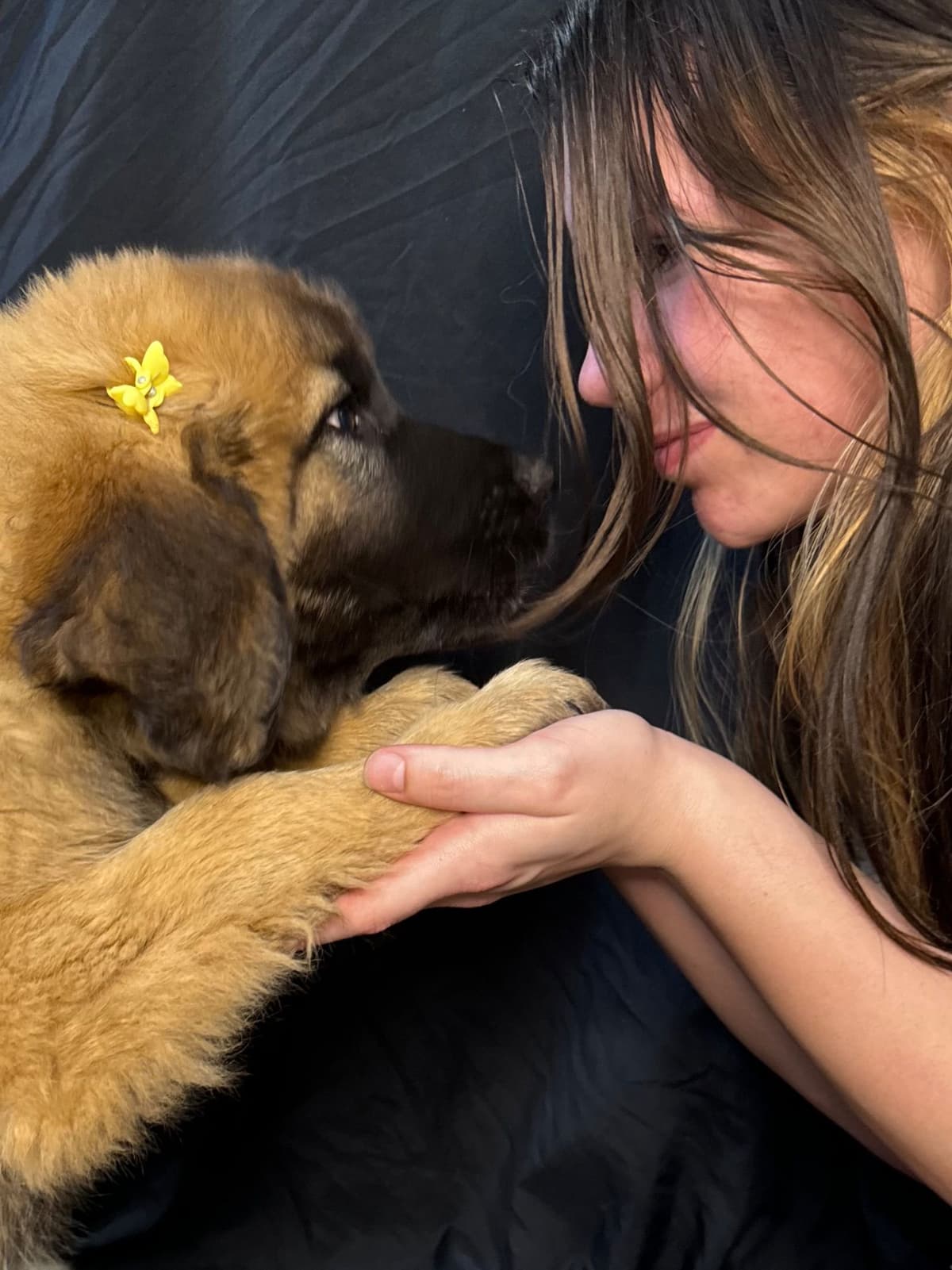 Leonberger Puppies breeder image 2