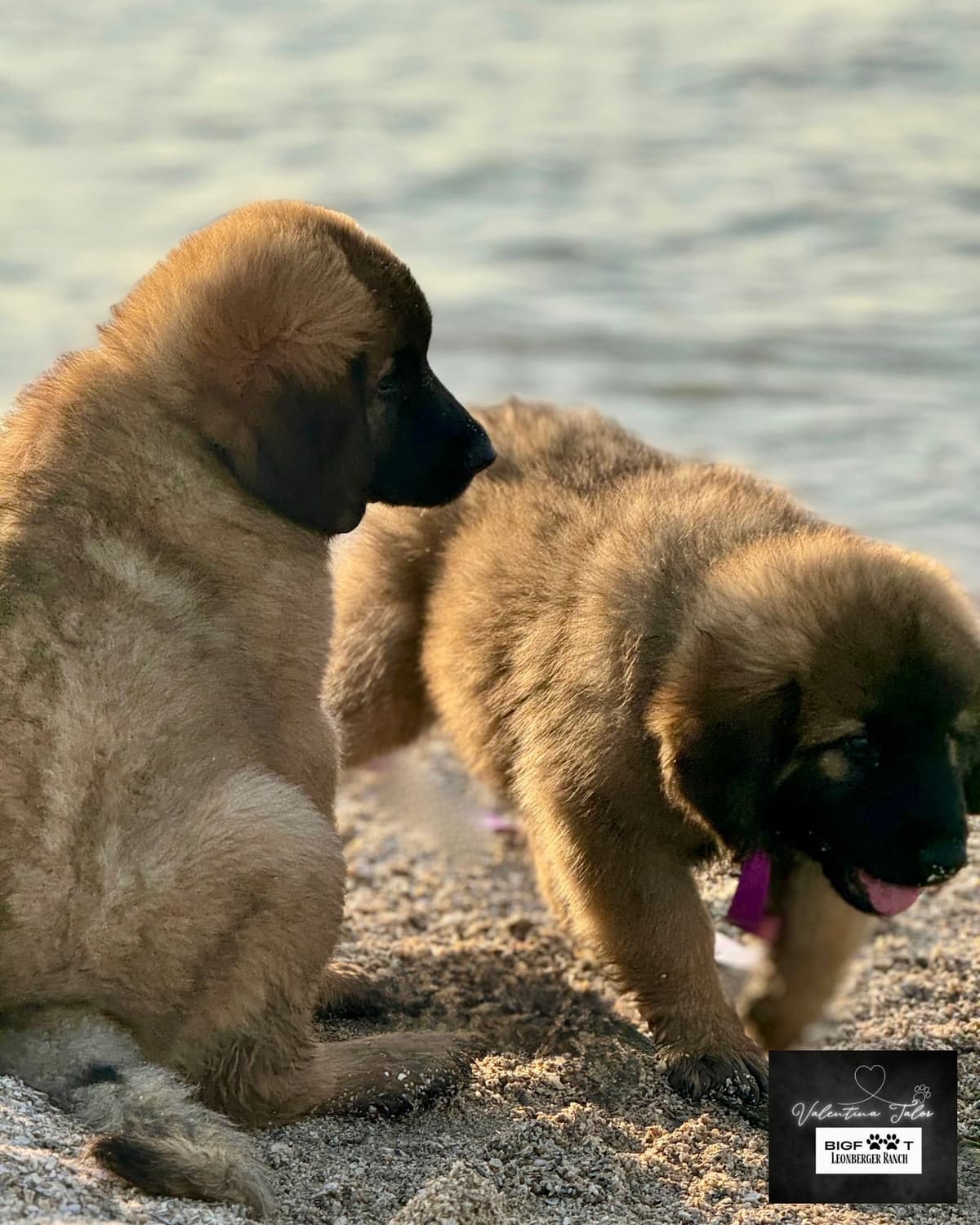 Leonberger Puppies breeder image 27