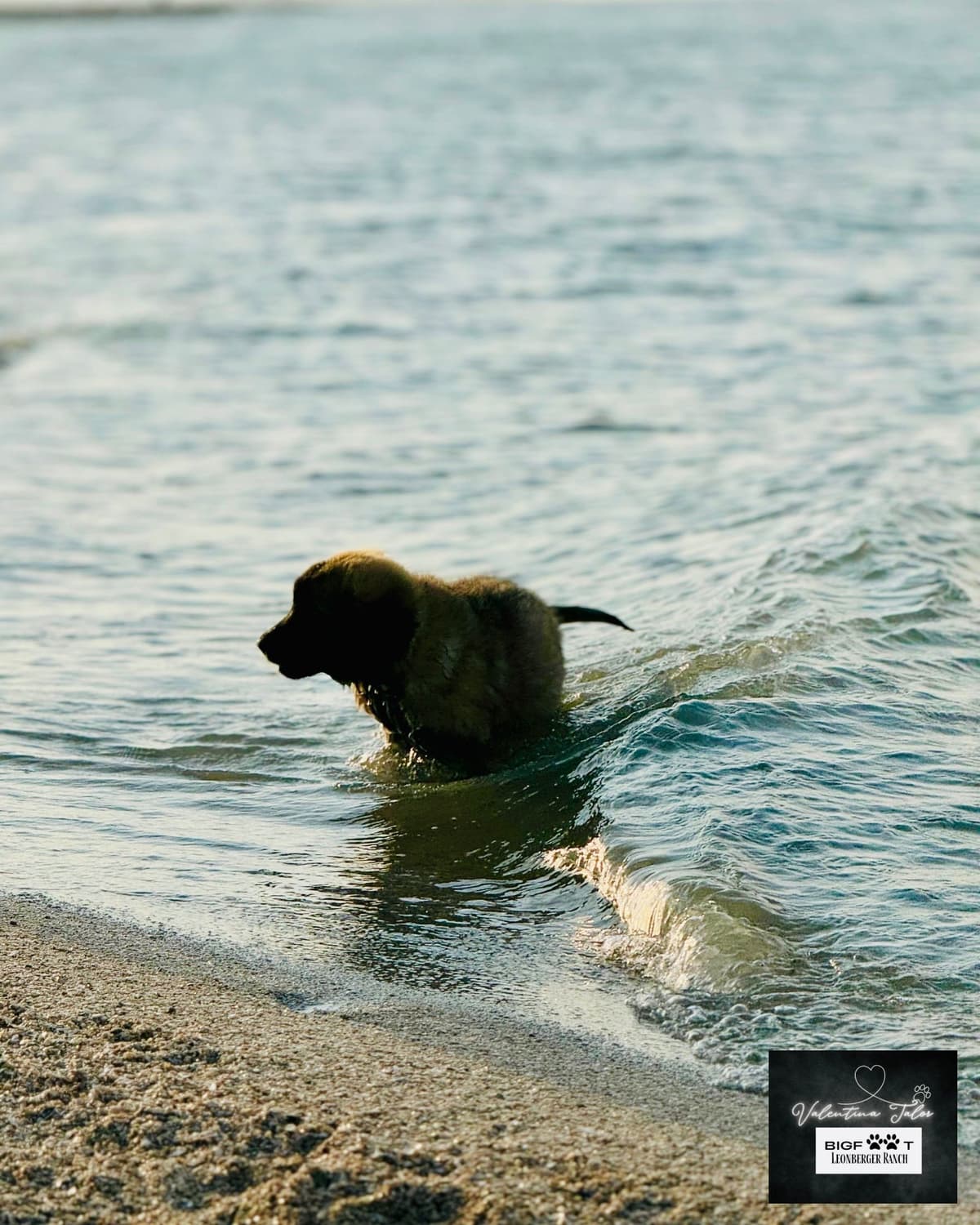 Leonberger Puppies breeder image 26