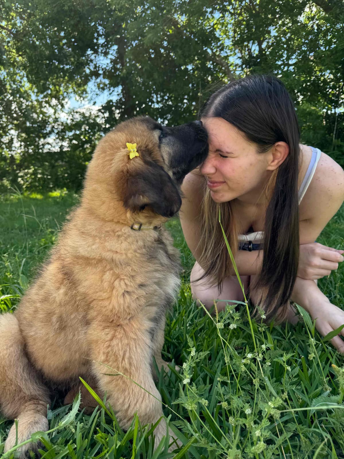 Leonberger Puppies breeder image 14