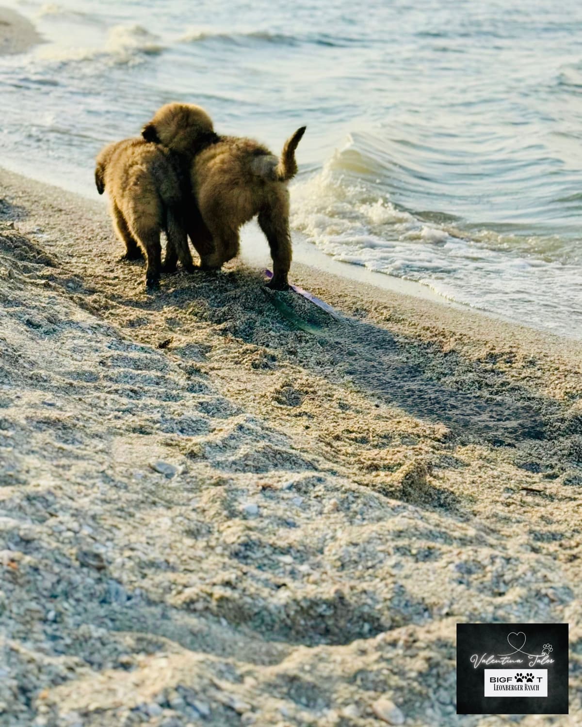 Leonberger Puppies breeder image 28