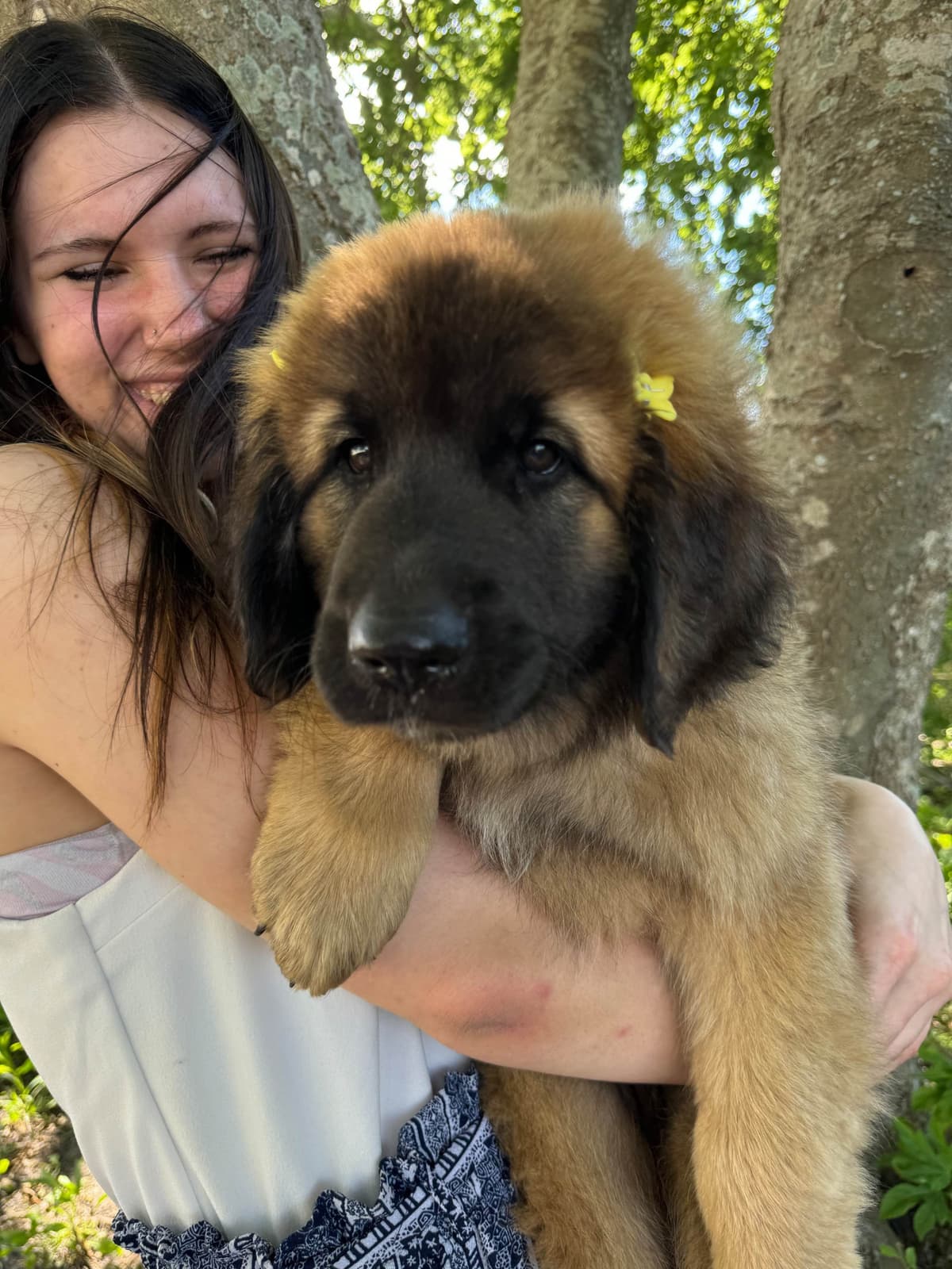 Leonberger Puppies breeder image 19