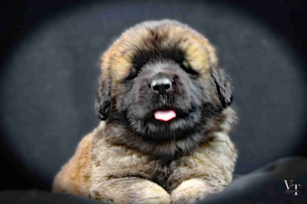 Leonberger Puppies breeder image 5