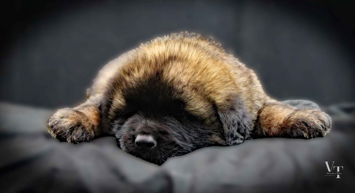 Leonberger Puppies breeder image 10