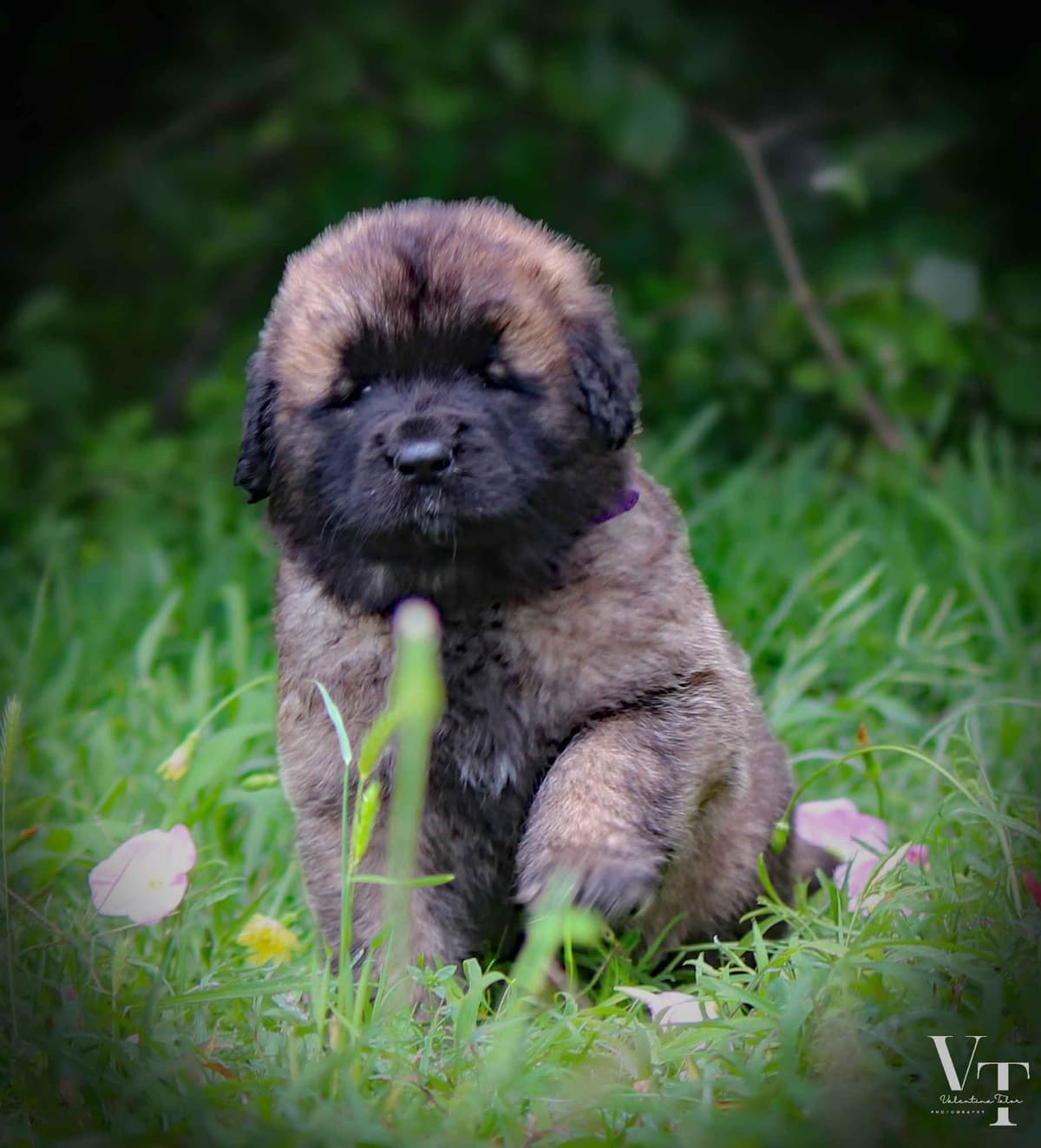 Leonberger Puppies breeder image 3