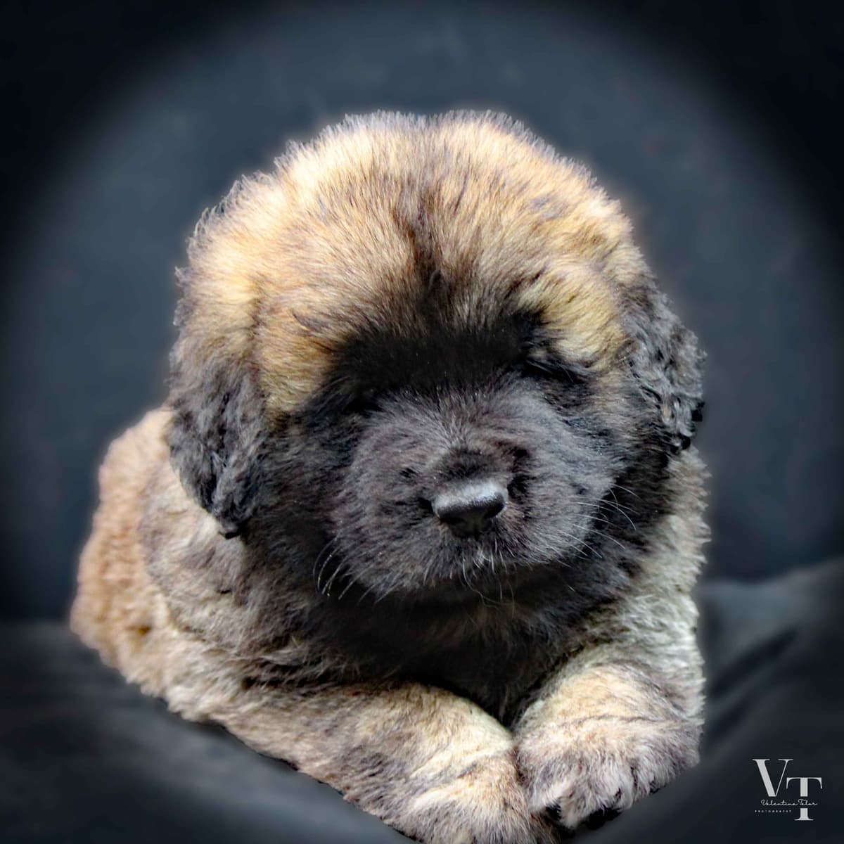 Leonberger Puppies breeder image 12