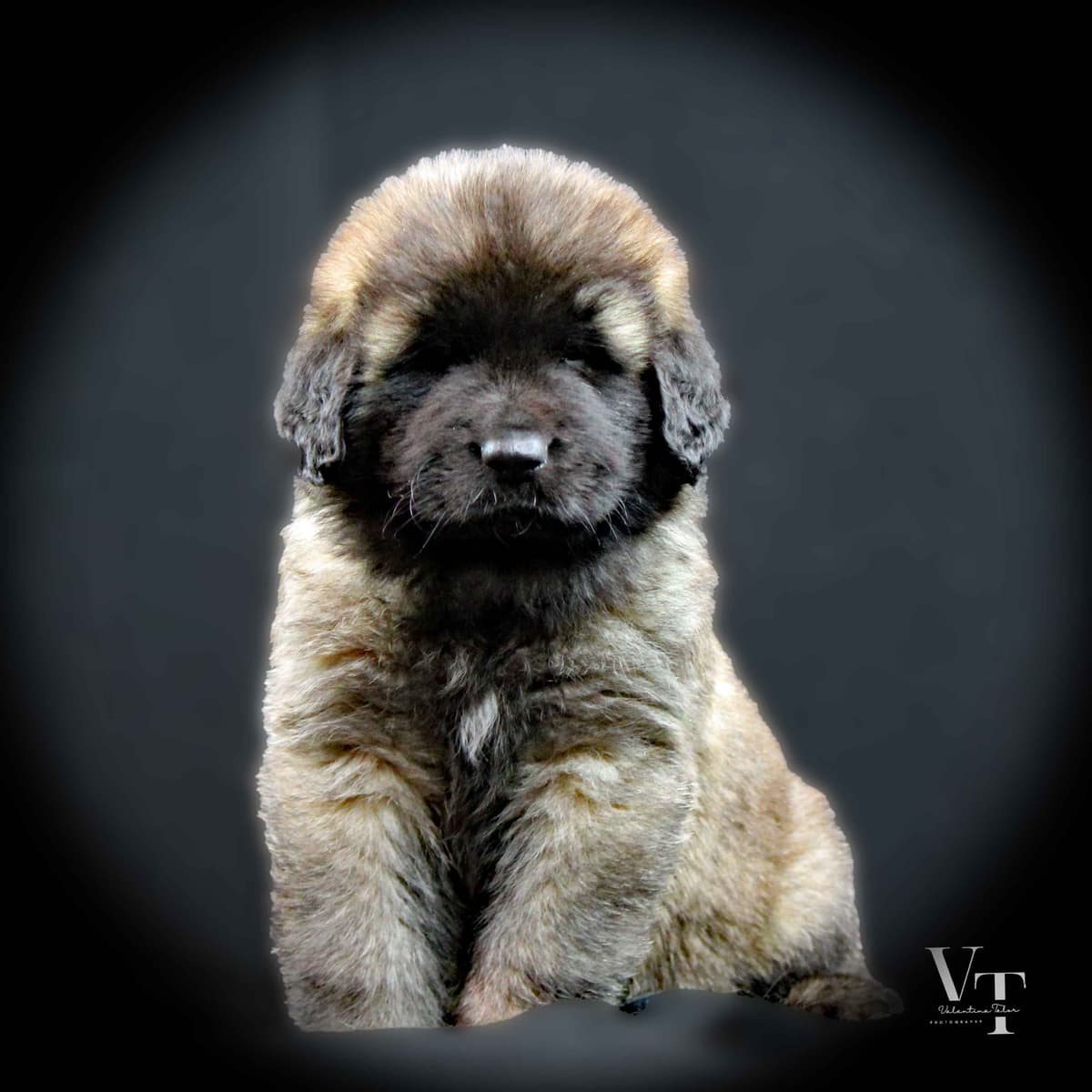 Leonberger Puppies breeder image 9