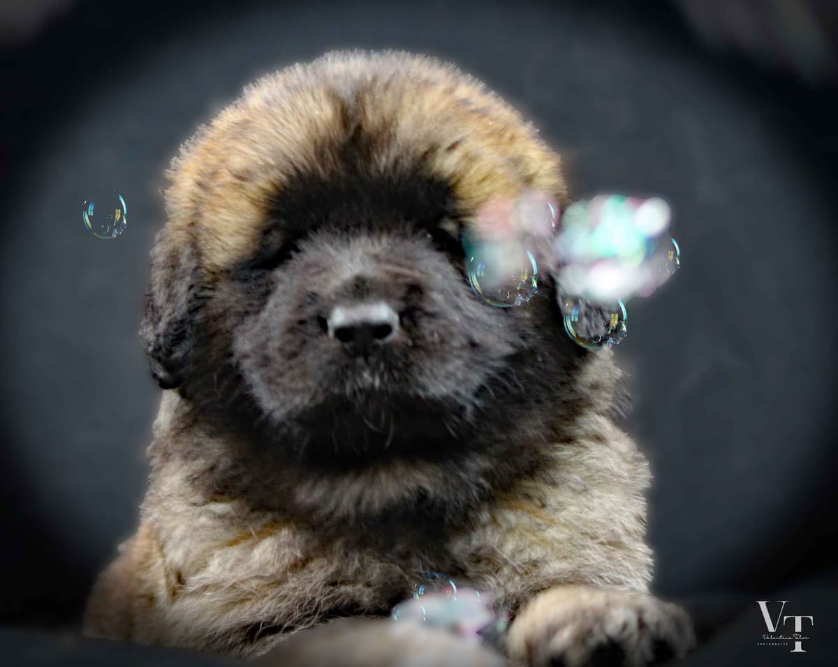 Leonberger Puppies breeder image 6
