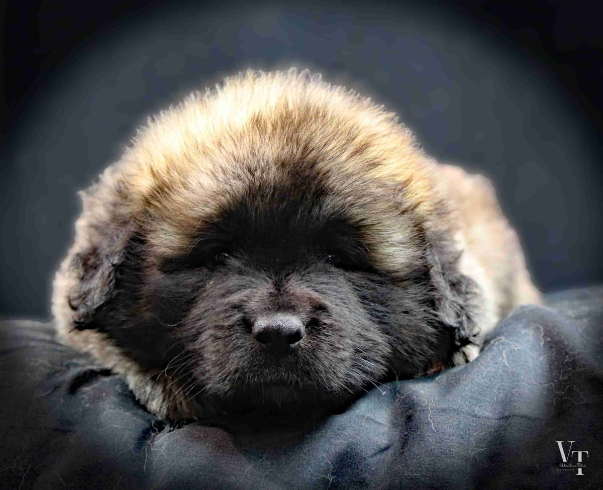 Leonberger Puppies breeder image 4