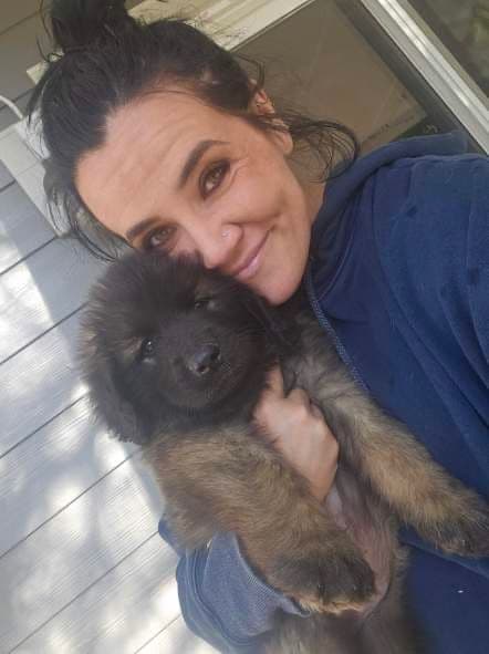 Leonberger Puppies media 2