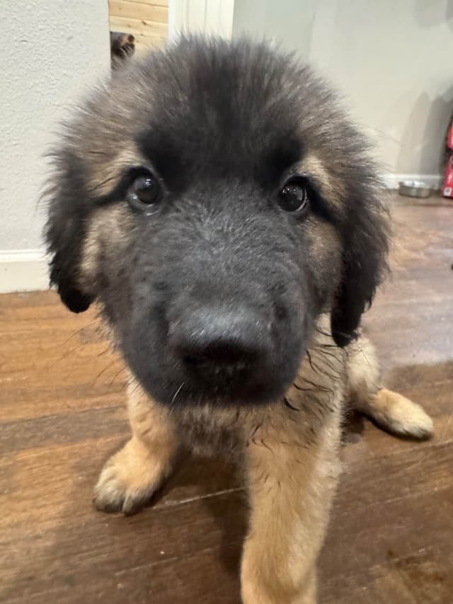 Leonberger Puppies media 4