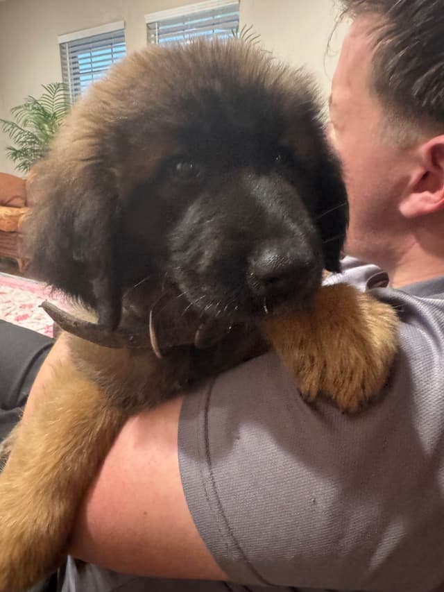 Leonberger Puppies media 6