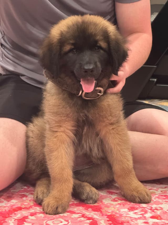 Leonberger Puppies media 5