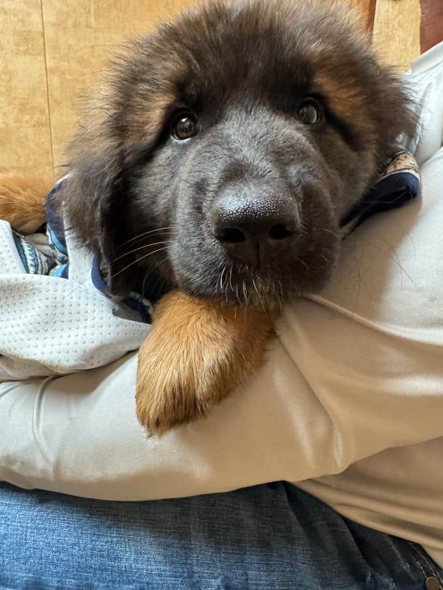 Leonberger Puppies media 7