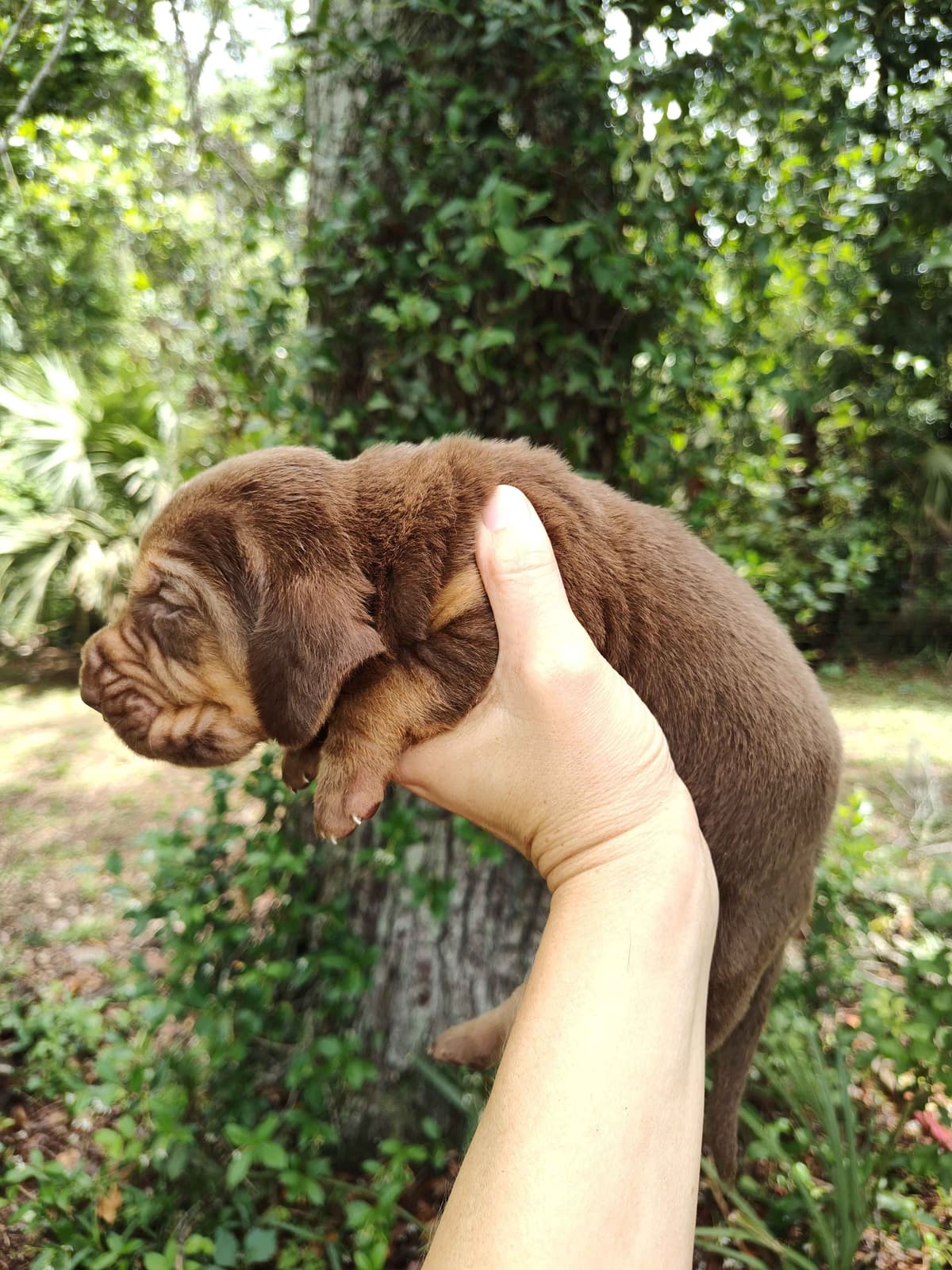 Bloodhound Puppies breeder image 1