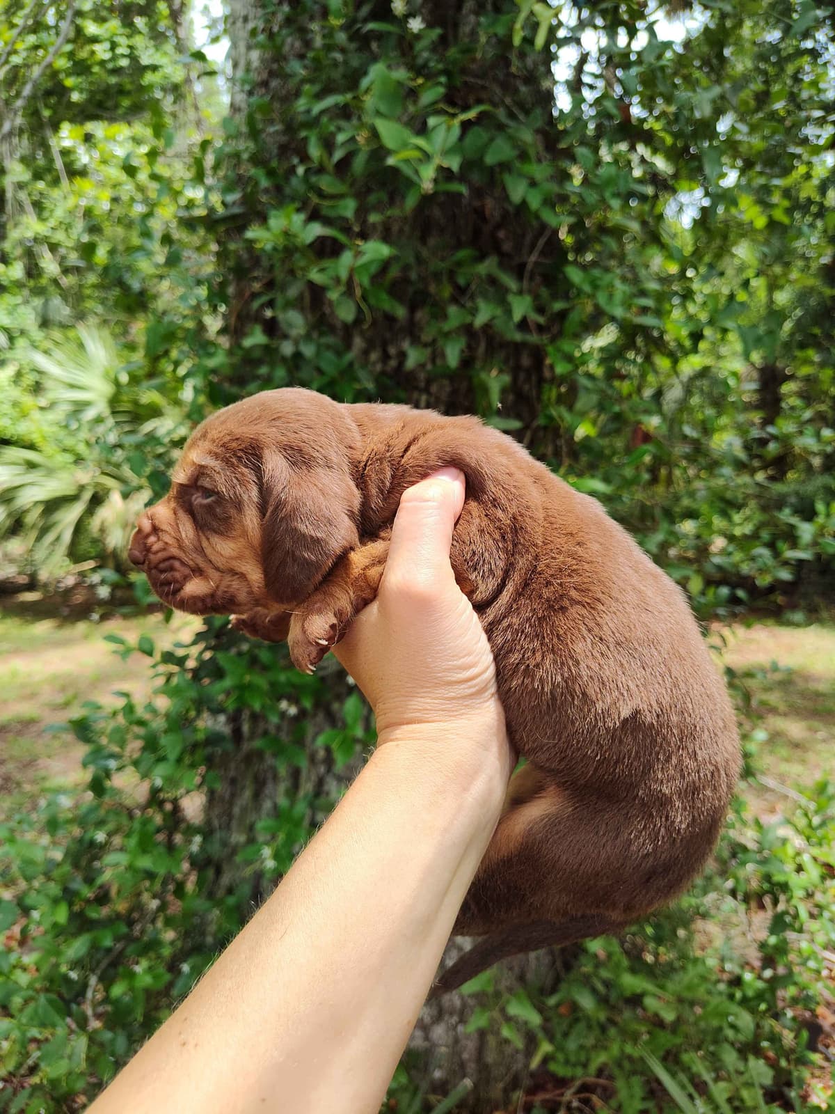 Bloodhound Puppies breeder image 3