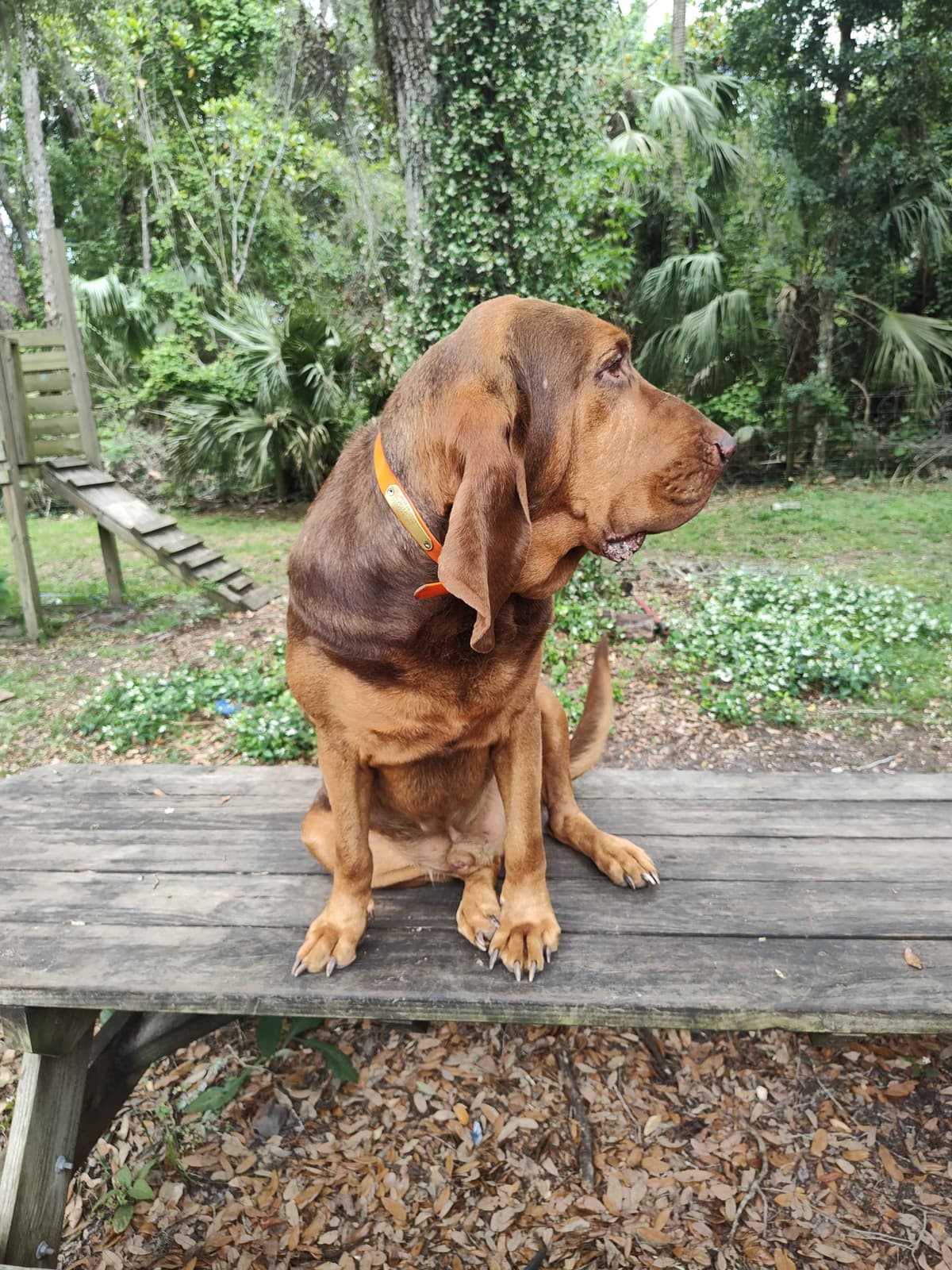 Bloodhound Puppies breeder image 5