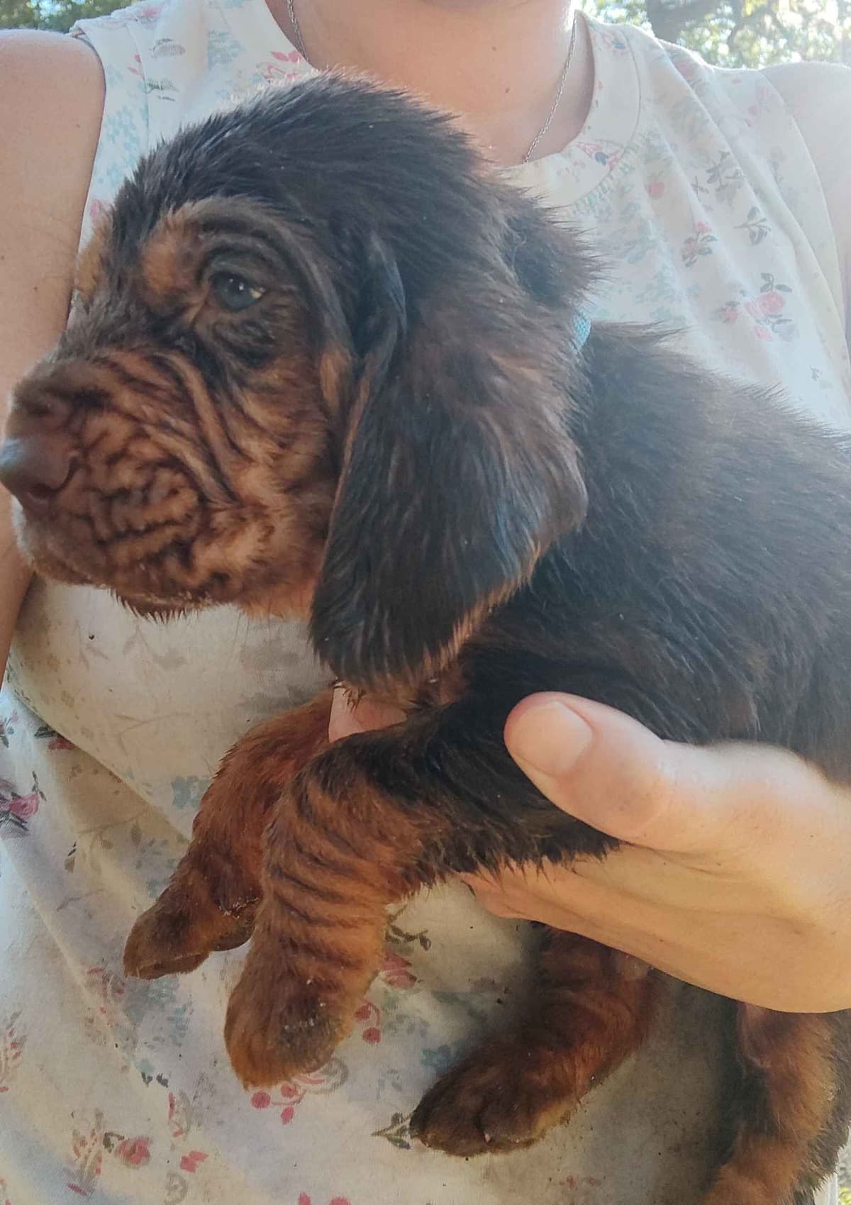Bloodhound Puppies breeder image 6