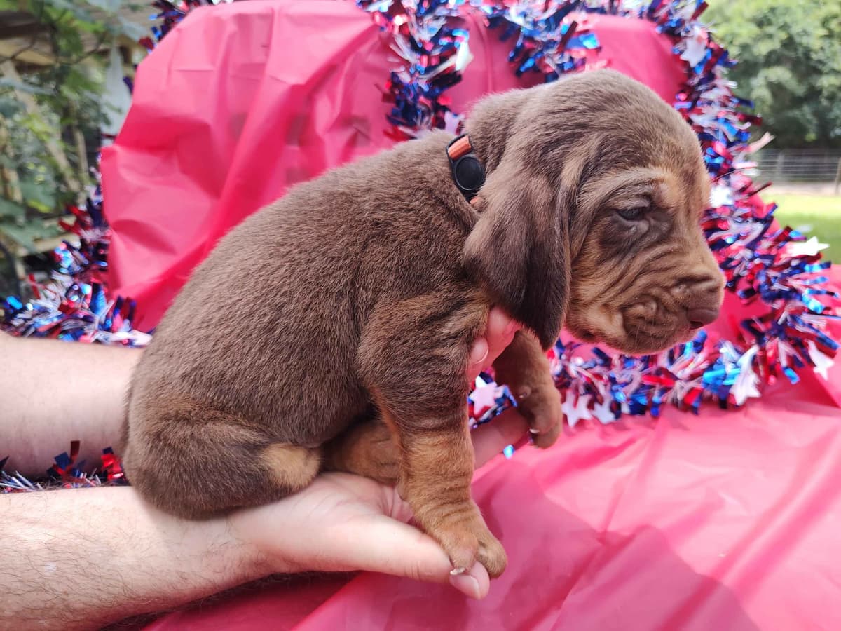 Bloodhound Puppies breeder image 11