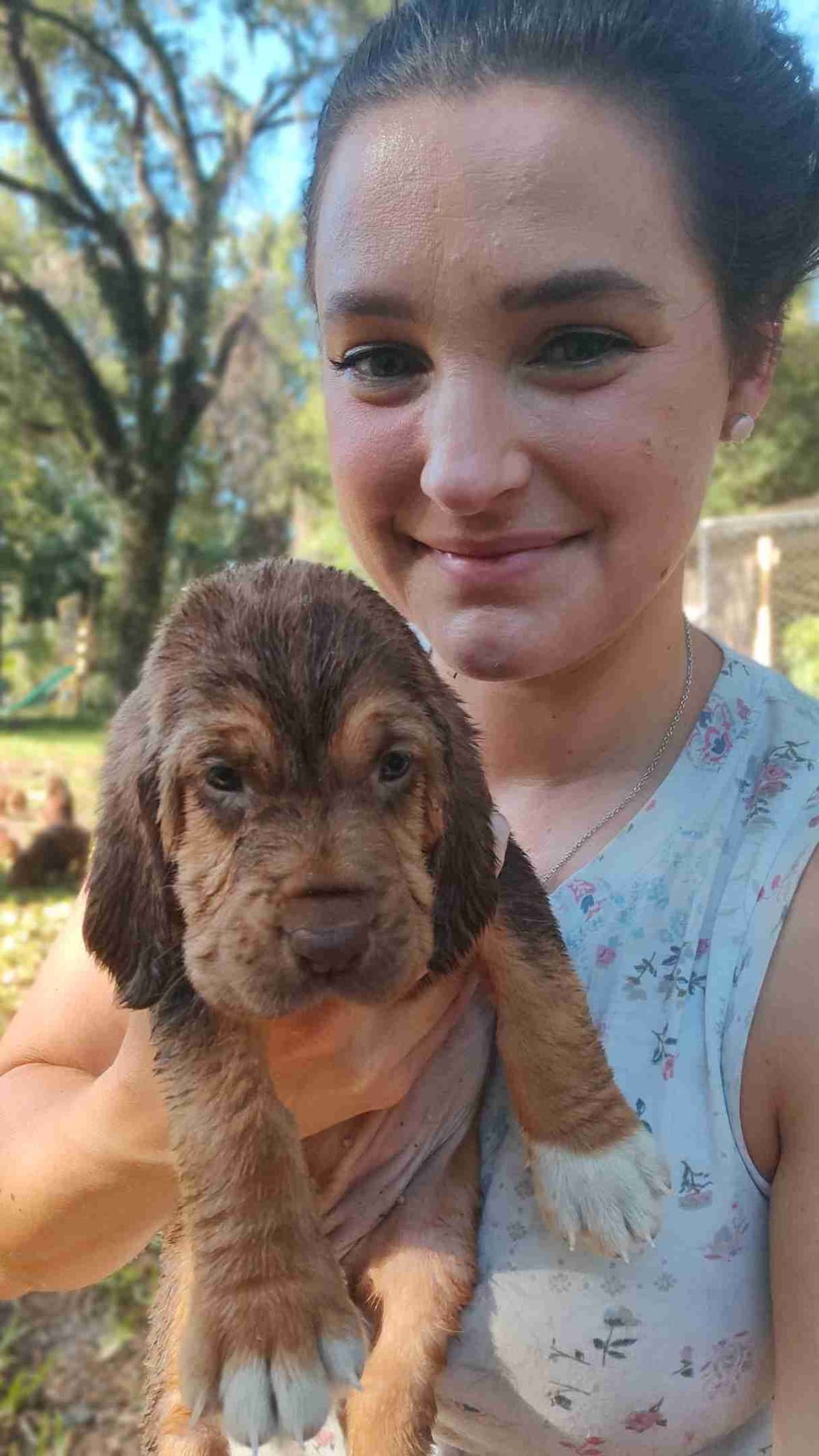 Bloodhound Puppies breeder image 9