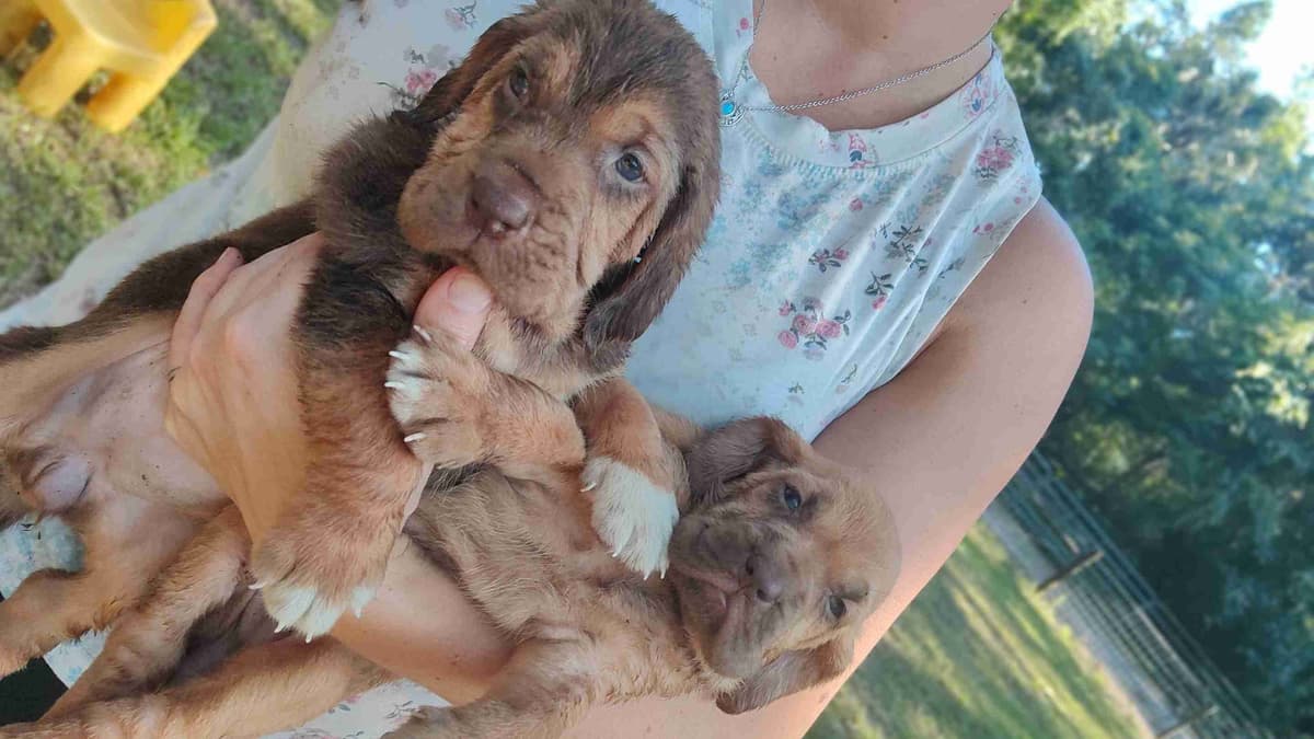 Bloodhound Puppies breeder image 14