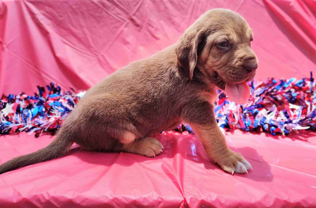 Bloodhound Puppies breeder image 12