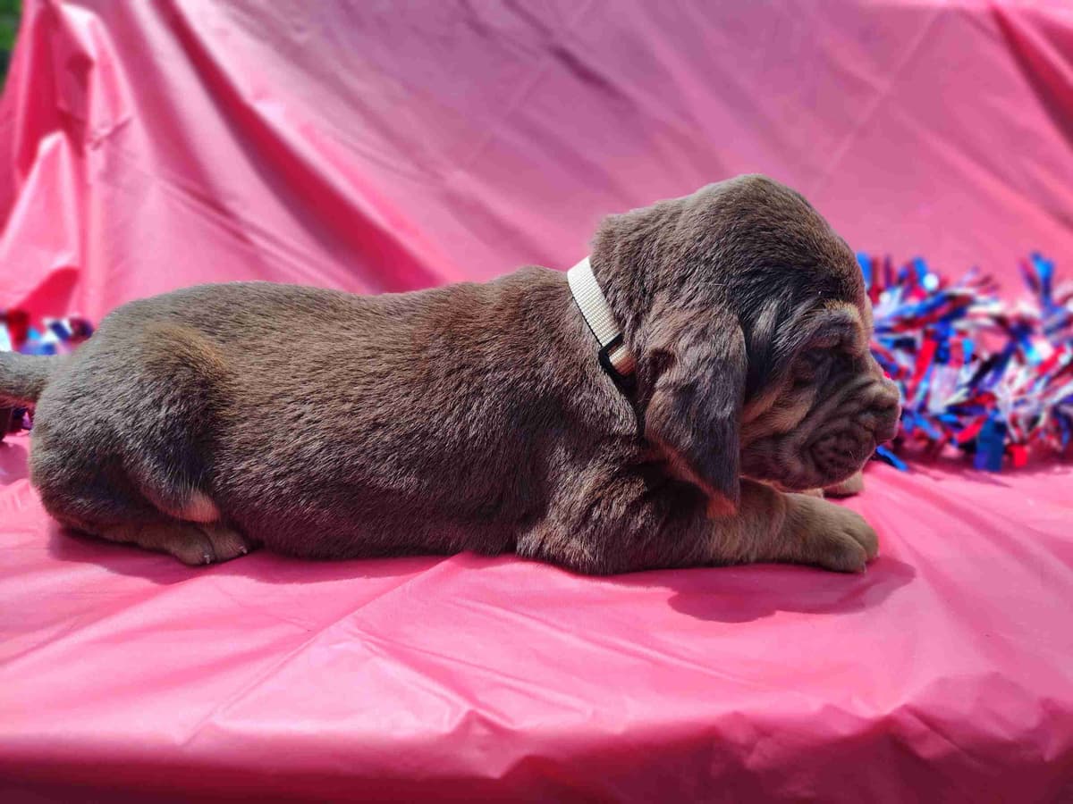 Bloodhound Puppies breeder image 13