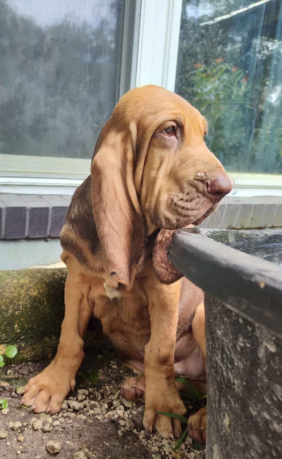Bloodhound Puppies breeder image 15