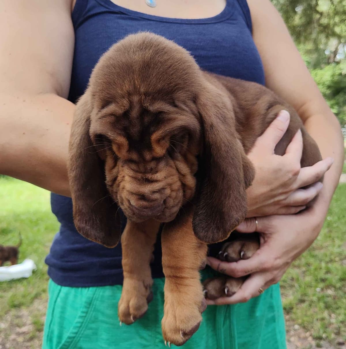 Bloodhound Puppies breeder image 18