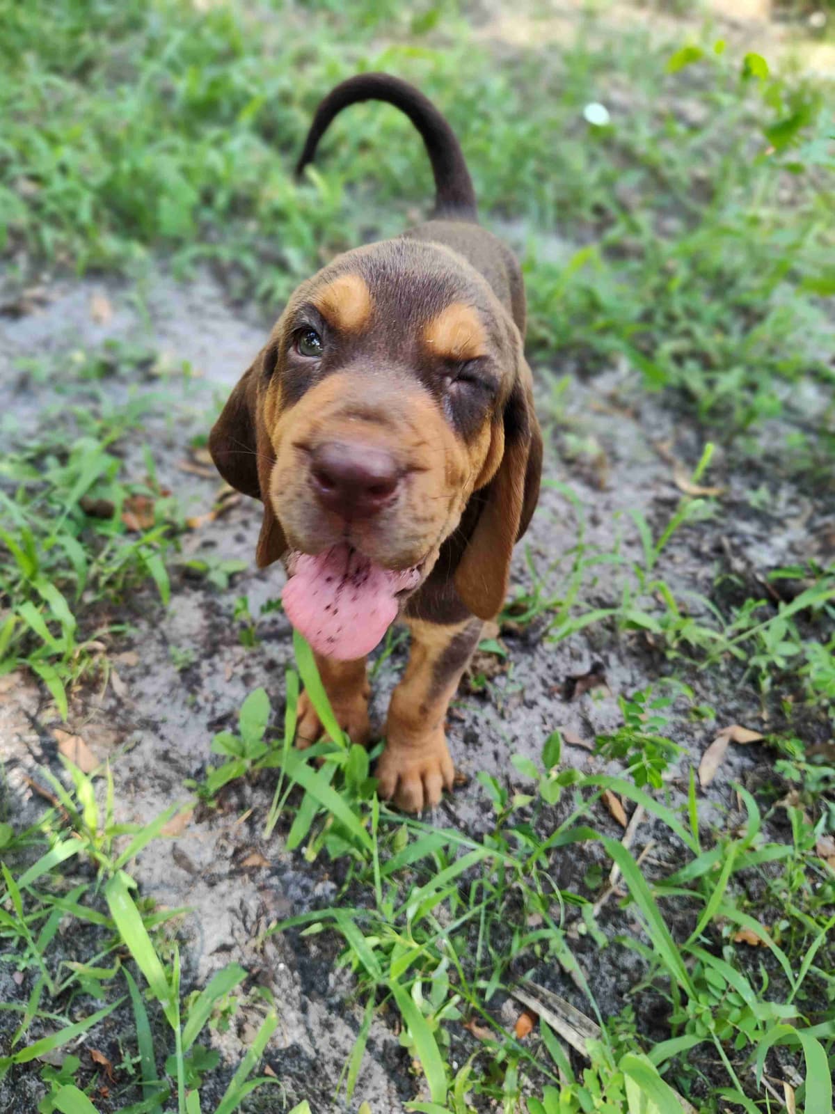 Bloodhound Puppies breeder image 25