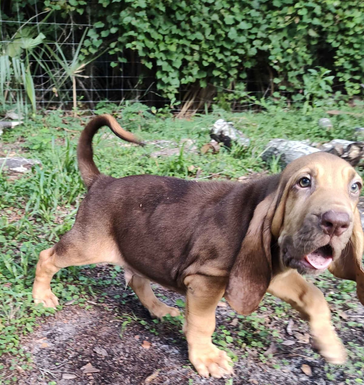 Bloodhound Puppies breeder image 20