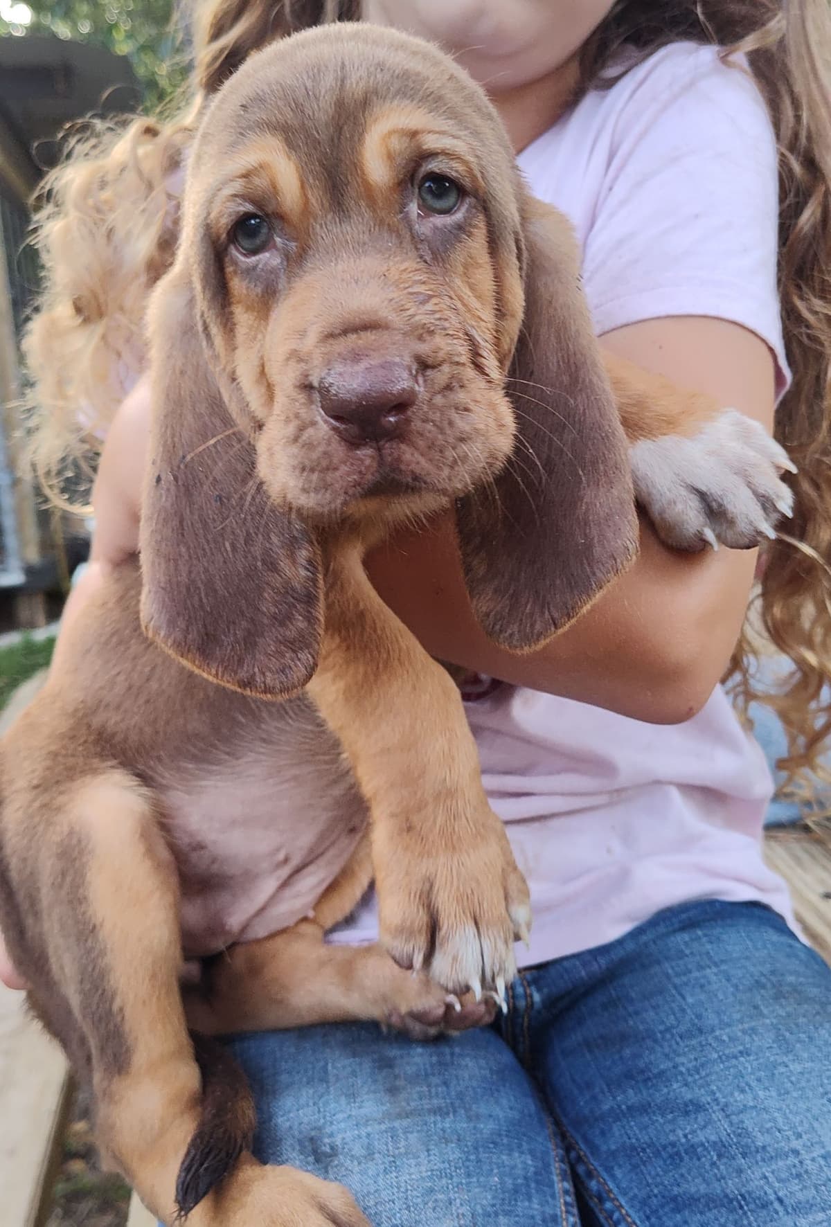 Bloodhound Puppies breeder image 19