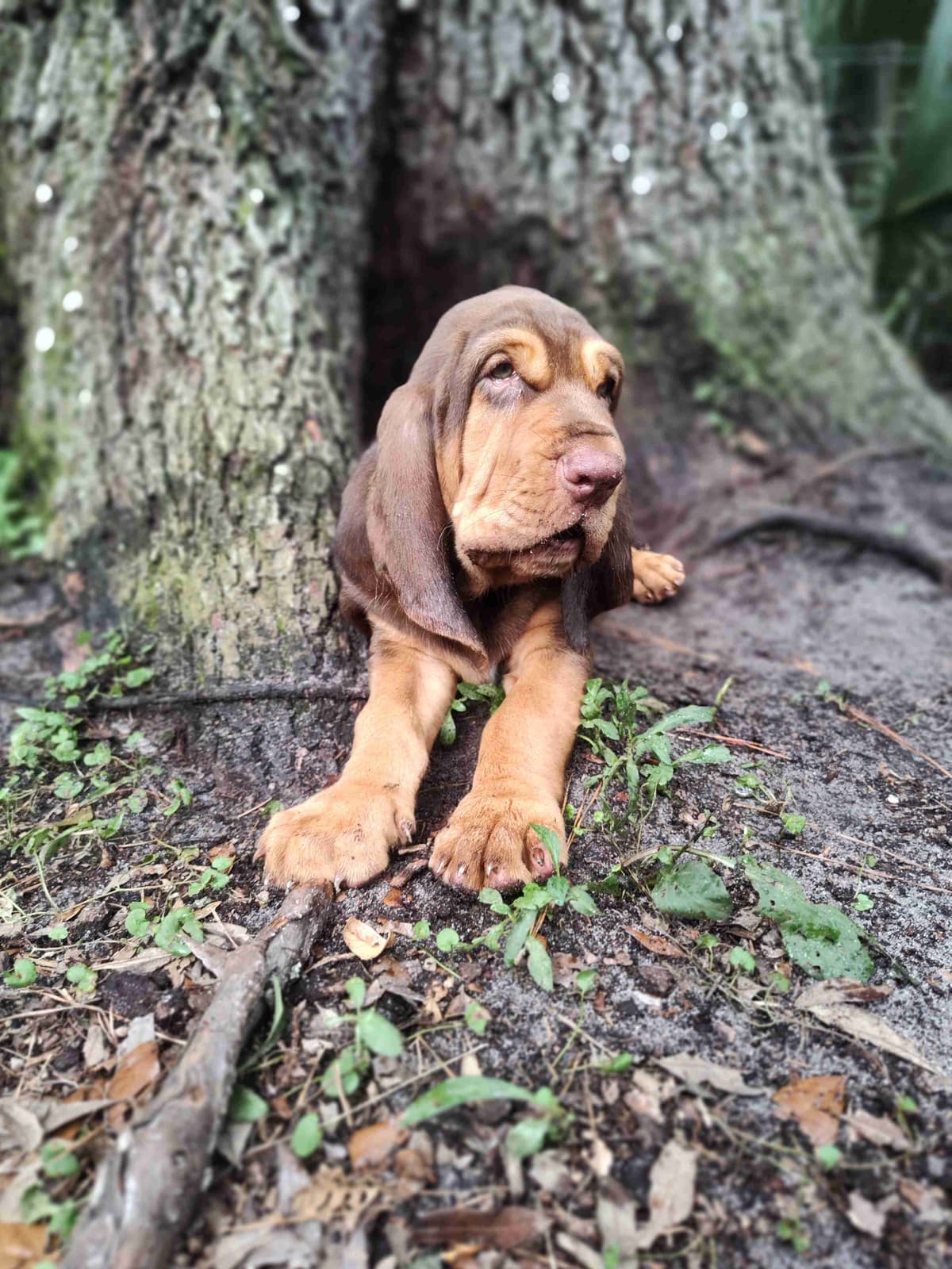 Bloodhound Puppies breeder image 26