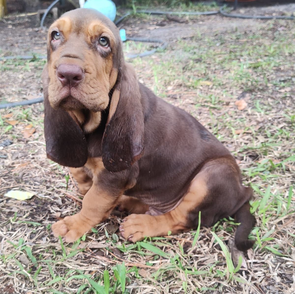 Bloodhound Puppies breeder image 24
