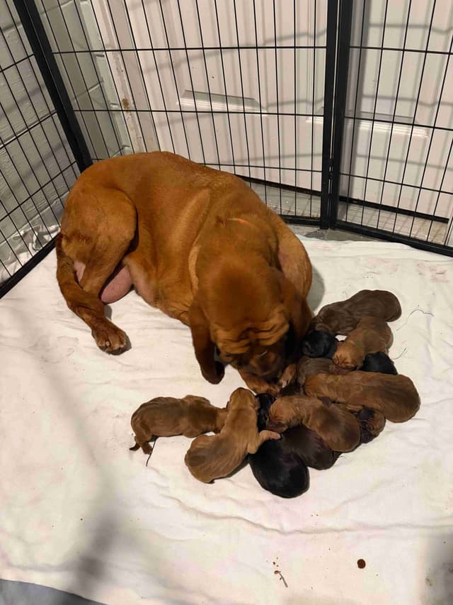 Bloodhound Puppies media 2