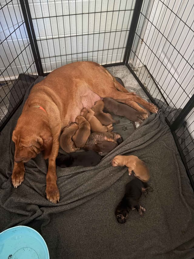 Bloodhound Puppies media 3