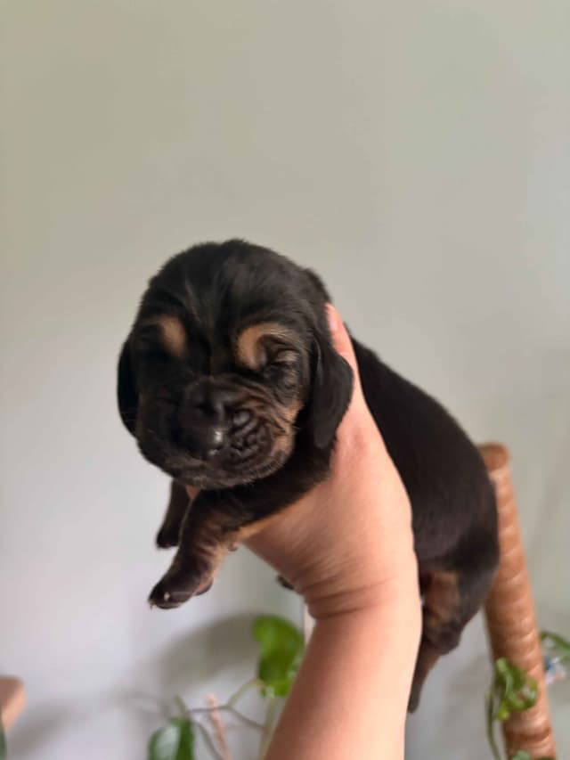 Bloodhound Puppies media 4