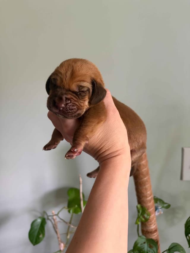 Bloodhound Puppies media 5