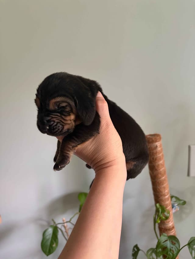 Bloodhound Puppies media 6