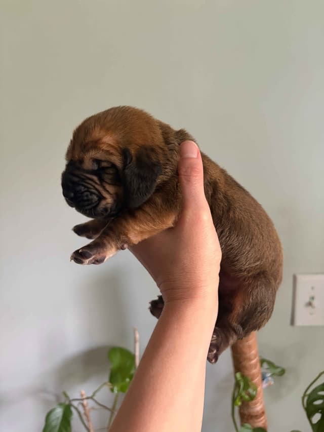 Bloodhound Puppies media 7