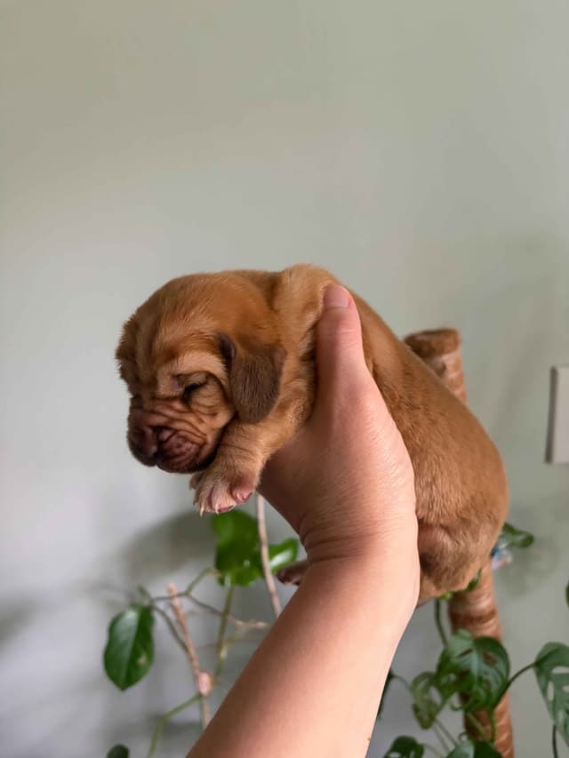 Bloodhound Puppies media 8